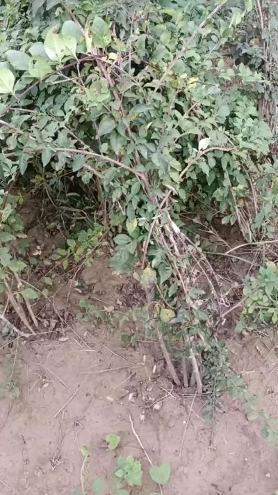 出售药用连翘苗，科研五号优质种苗，2/5年苗，药用连翘树，挂果树，全国包邮到家！财富密码18534302961