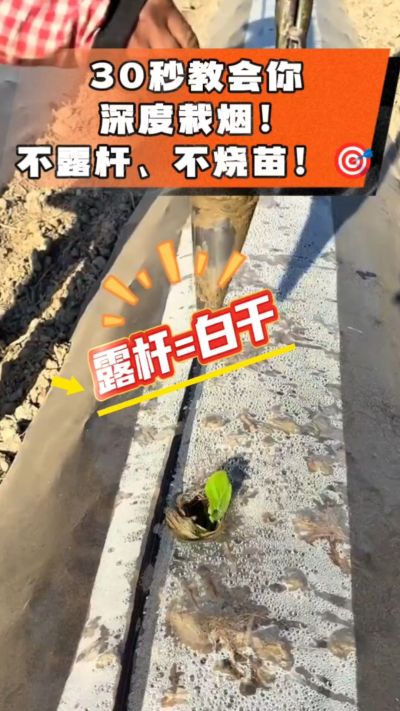 这个栽法太关键了！深栽是烤烟成活的根本，亲测有效！