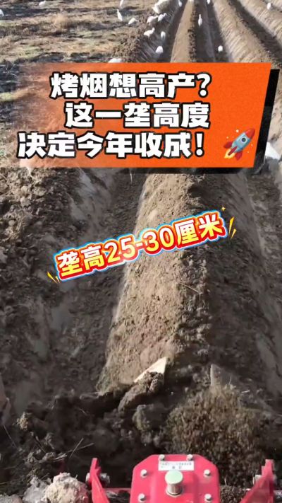 想让烤烟高产，就得从细节抓起。分享一点实打实的干货，只为帮大家少走弯路，种出好烟叶！🌱👍