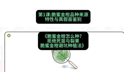 第1节：脆蜜金柑品种来源、特性与真假苗鉴别，课程：《脆蜜金柑怎么种？拒绝死苗与裂果，脆蜜金柑8步避坑种植法》#识农AI