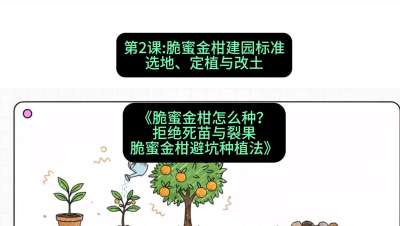 第2节：脆蜜金柑建园标准：选地、定植与改土，课程：《脆蜜金柑怎么种？拒绝死苗与裂果，脆蜜金柑8步避坑种植法》#识农AI