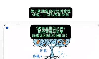 第3节：脆蜜金柑幼树管理：促根、扩冠与整形修剪，课程：《脆蜜金柑怎么种？拒绝死苗与裂果，脆蜜金柑8步避坑种植法》#识农AI