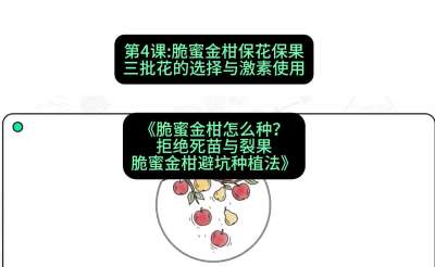 第4节：脆蜜金柑保花保果：三批花的选择与激素使用，课程：《脆蜜金柑怎么种？拒绝死苗与裂果，脆蜜金柑8步避坑种植法》#识农AI