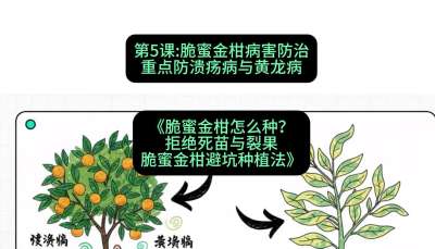 第5节：脆蜜金柑病害防治：重点防溃疡病与黄龙病，课程：《脆蜜金柑怎么种？拒绝死苗与裂果，脆蜜金柑8步避坑种植法》#识农AI
