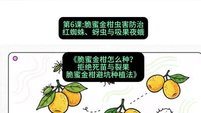 第6节：脆蜜金柑虫害防治：红蜘蛛、蚜虫与吸果夜蛾，课程：《脆蜜金柑怎么种？拒绝死苗与裂果，脆蜜金柑8步避坑种植法》#识农AI