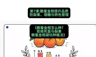 第7节：脆蜜金柑提升品质：防裂果、增糖与转色管理，课程：《脆蜜金柑怎么种？拒绝死苗与裂果，脆蜜金柑8步避坑种植法》#识农AI