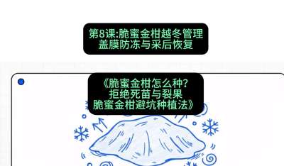 第8节：脆蜜金柑越冬管理：盖膜防冻与采后恢复，课程：《脆蜜金柑怎么种？拒绝死苗与裂果，脆蜜金柑8步避坑种植法》#识农AI