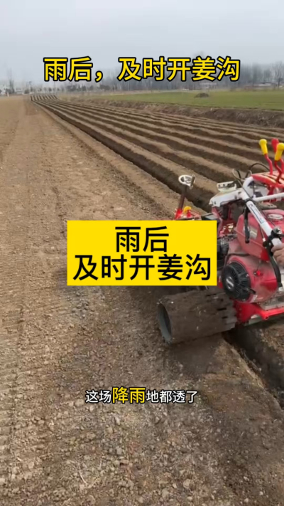 雨后，及时开姜沟！