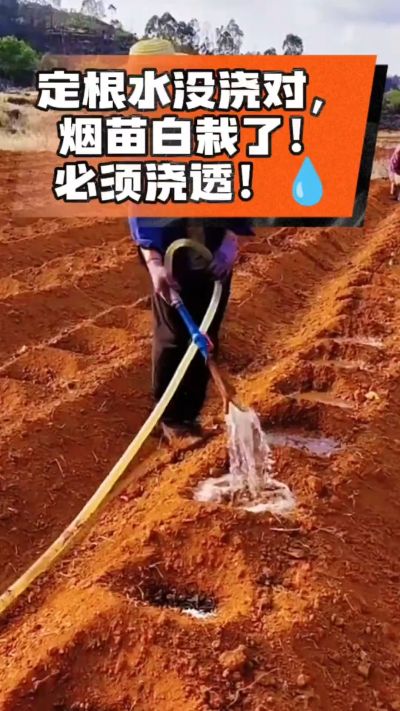 烤烟移栽定根水这么浇，烟苗稳活不僵苗！水里加点它，缓苗快、长势壮，种烟新手必看！