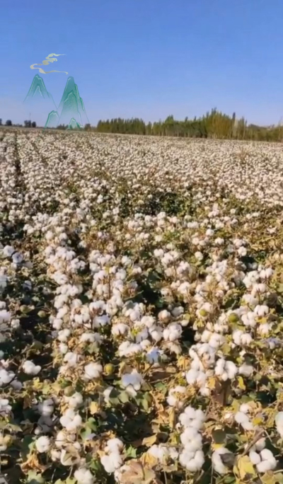 澳棉王霸棉，一定要种哦