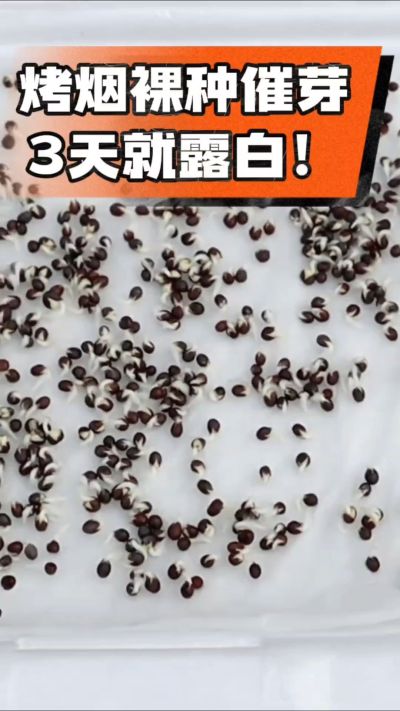 烤烟裸种催芽小技巧，清水浸泡、保温保湿，3天就能露白，出苗快又齐！烟农朋友收藏备用～