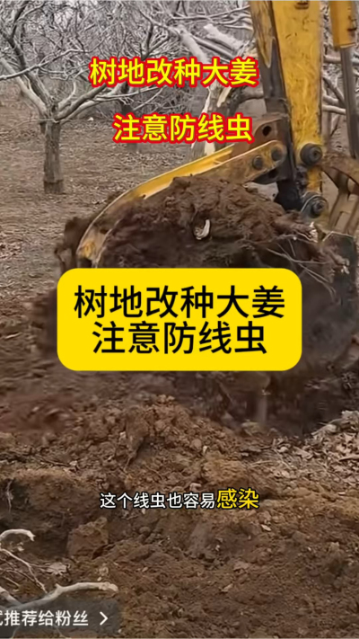 树地改种大姜，注意防线虫！