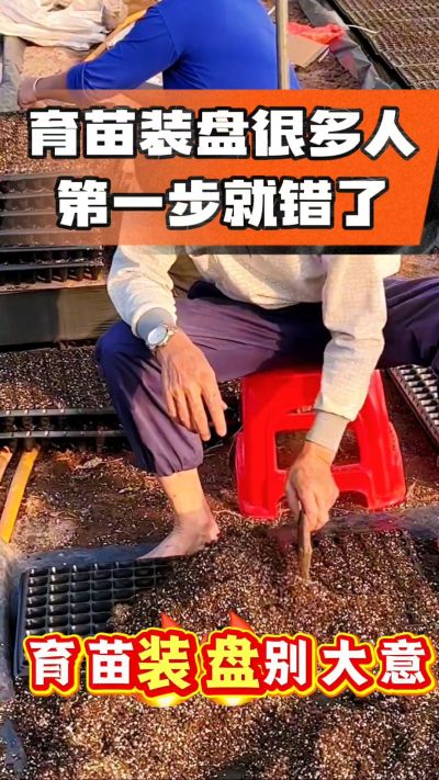 烤烟育苗基质装盘，一步做对，出苗整齐又壮苗！装盘技巧记牢，少走弯路，育苗更省心