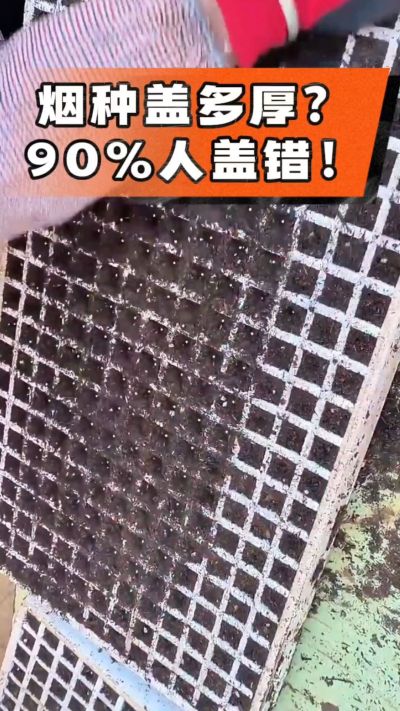 烟种盖多厚？90%烟农都盖错！薄盖才出苗齐、不闷种，烤烟育苗关键一步，照着做就对了