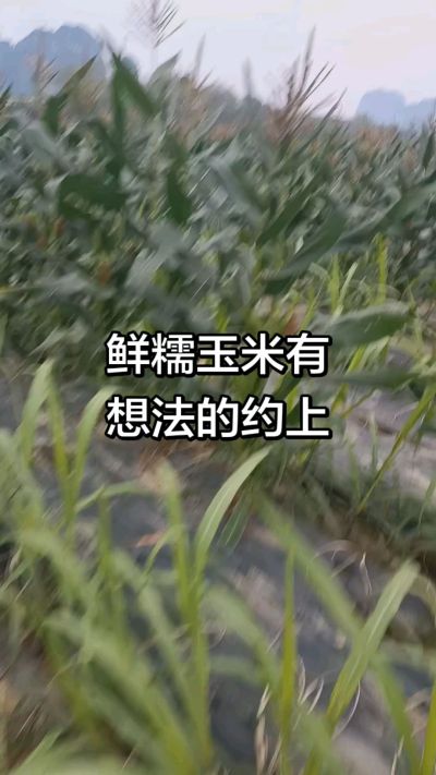 农户种植的白糯玉米大量上市，助农帮农在行动