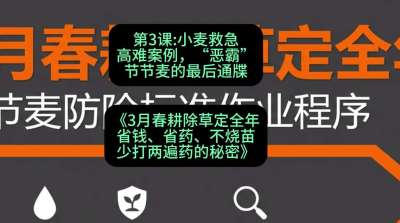 第3节：小麦救急高难案例，&ldquo;恶霸&rdquo;节节麦的最后通牒，课程：《3月春耕除草定全年：省钱、省药、不烧苗、少打两遍药的秘密》