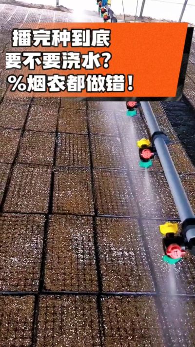 烤烟播完种一定要浇透底水，喷雾慢浇、别大水冲，盘底漏水才算到位，出苗又齐又壮！#烤烟育苗 #烤烟种植 #烟农干货 #育苗技术