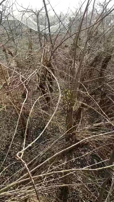 出售药用连翘苗，科研五号优质种苗，2/5年苗，药用连翘树，挂果树，全国包邮到家！财富密码18534302961