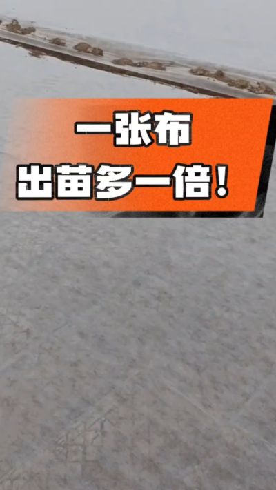 烤烟育苗盖无纺布，保温保湿出苗齐，不烂种、出苗快，烟农必备小技巧！