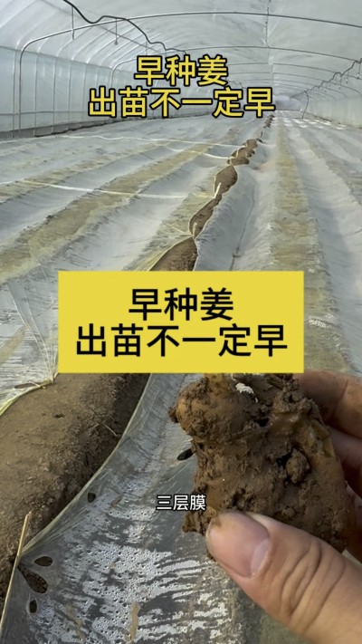 早种姜，出苗不一定早！