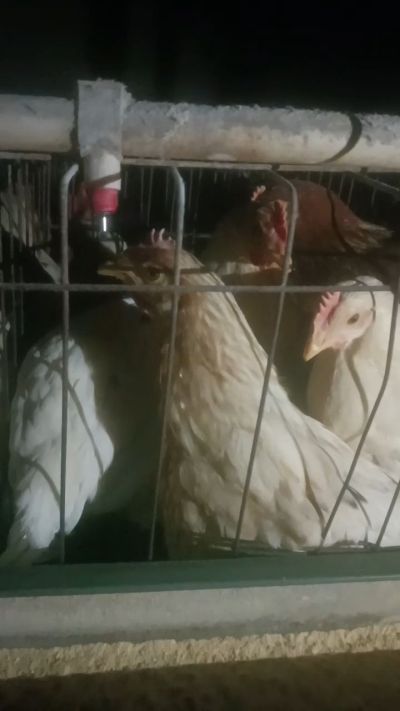 这鸡群在怪叫，怪叫的原因是痰化黏着，形成的比呼噜更重的一种呼吸道。其病因为肺中有热，热灼而痰黏，从而引起的怪叫。