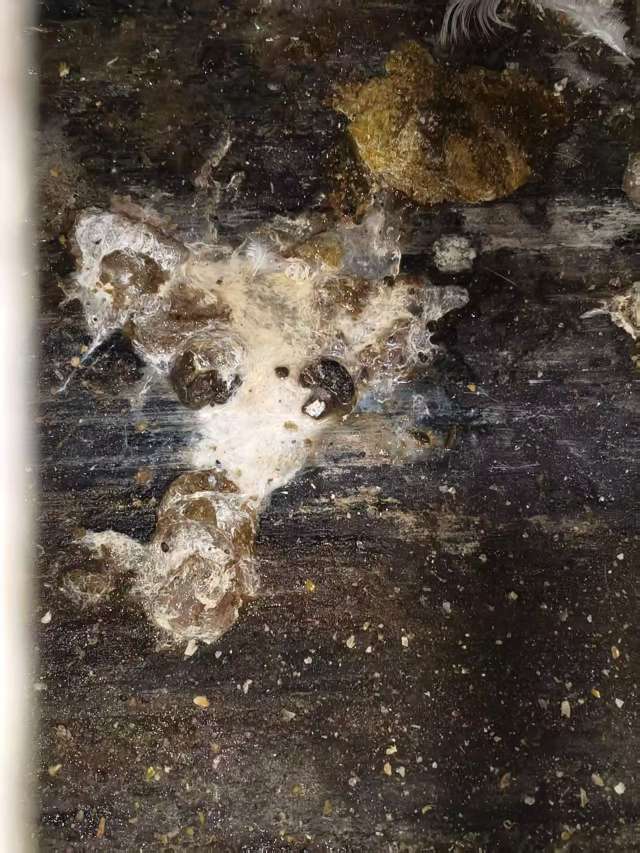 蛋鸡拉白稀的问题