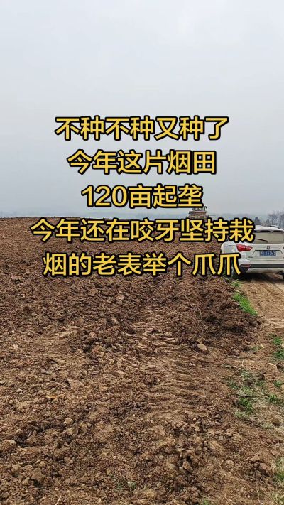 不种不种又种啦，还在咬牙坚持栽烟的老表集合啦！