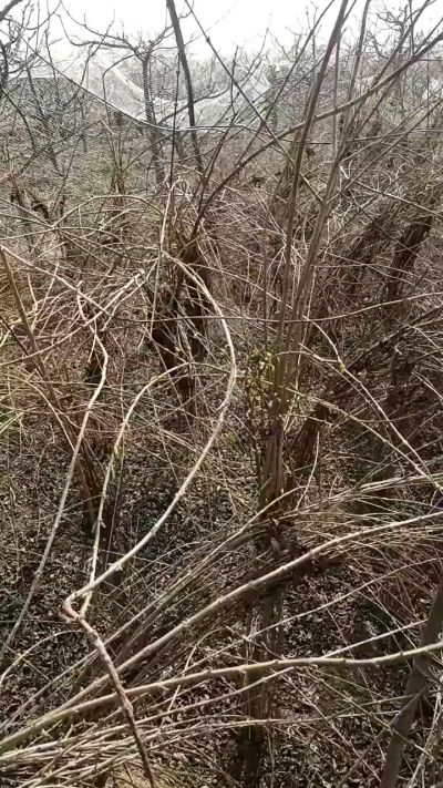 药用连翘苗，科研种苗定制树。挂果树。需要联系18534302961