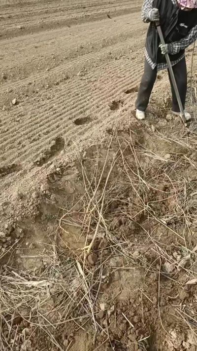 臭椿苗，一年籽播苗，地径0.5/1公分以上。需要联系18534302961