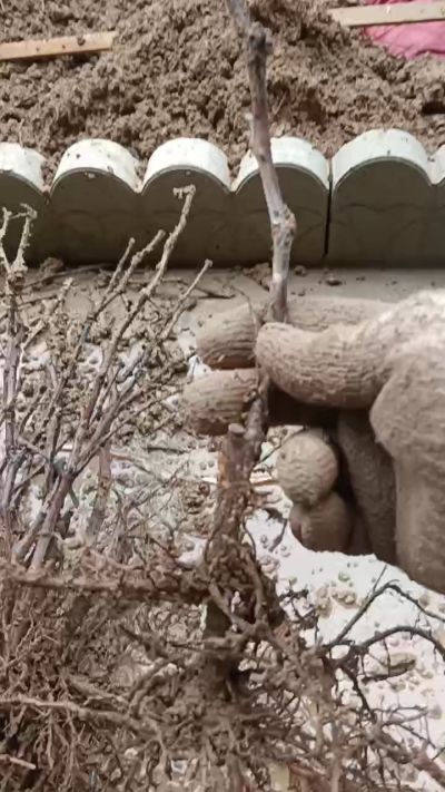 巨峰葡萄苗，一年扦插苗，需要联系我18534302961