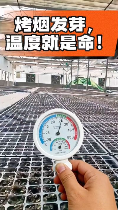 老烟农都懂：发芽温度不对，后期再管都白费！