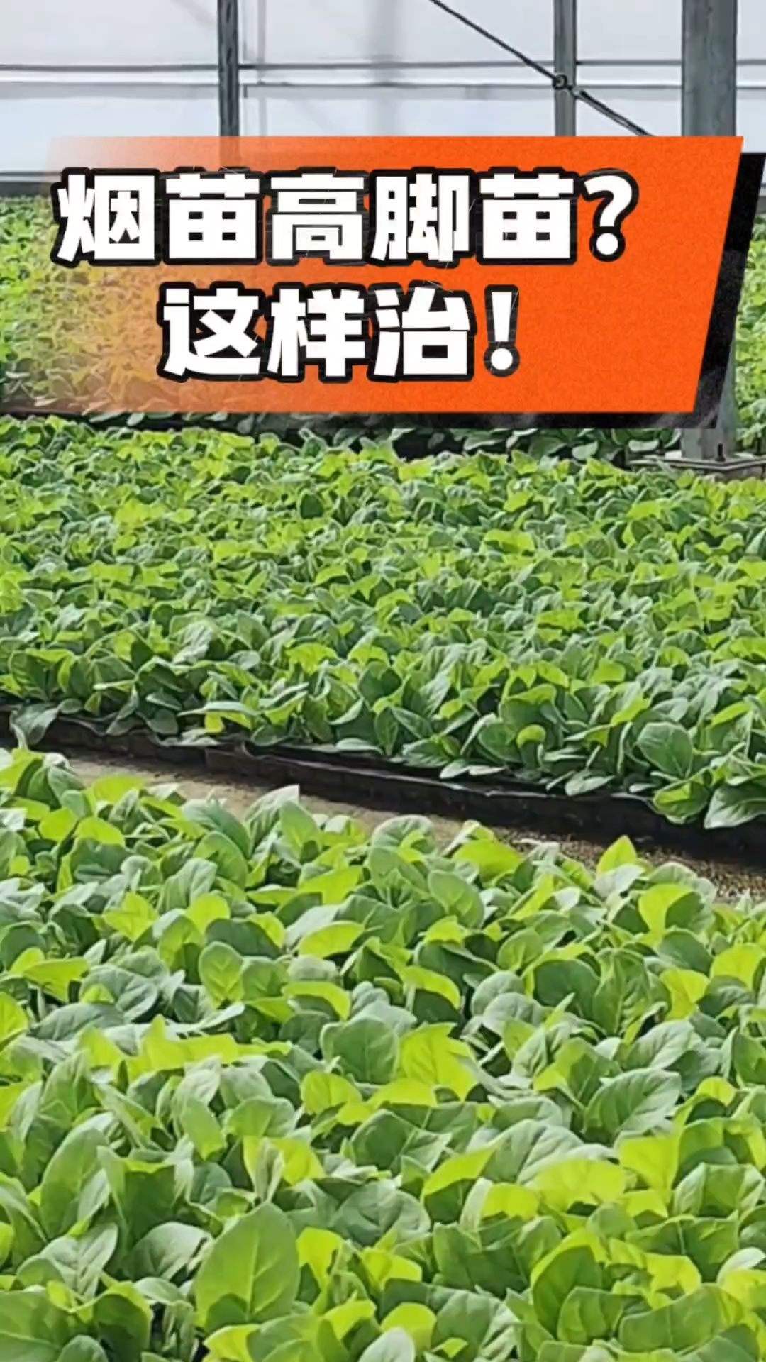 烤烟齐苗期管理关键：精准控温，防高脚苗，培育壮苗好上手！