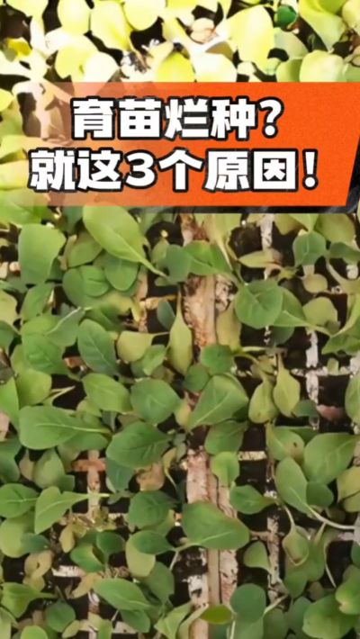 烤烟育苗烂种？3个原因讲清楚！消毒、控水、控温，做到就苗齐苗壮🔥
#烤烟育苗 #烤烟种植 #烂种防治 #烟农