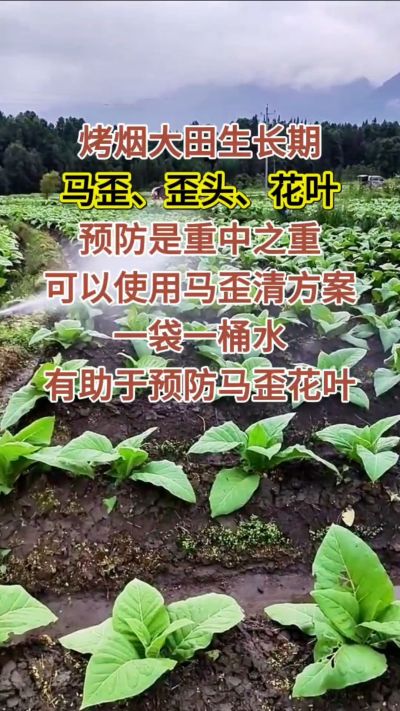 烤烟大田生长期，马歪歪头花叶预防是重中之重，可以使用马歪清方案，一袋一桶水，有助于预防马歪花叶。
烤烟管理早做一步，后期少操心！#烤烟种植#烤烟管理#烤烟大田管理#烤烟病害防治
